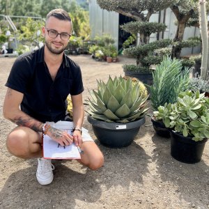 Agáva (Agave) ´CELSII NOVA´ - výška 30-40 cm, Ø 50-60 cm, kont. C35L (-6°C)